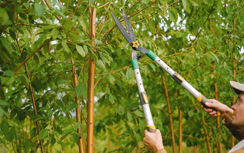 Tree trimming in Yulan, NY