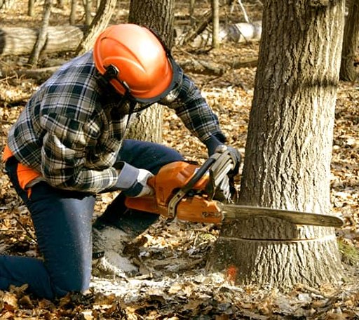 Tree Removal in Yulan, NY